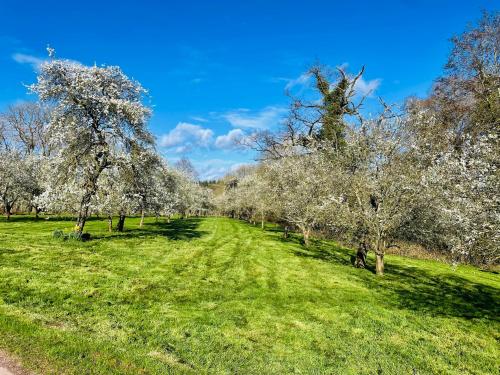 a field of trees with white flowers on them at Rolling Hills and Woodland Views!-2 bed cottage with dog walking trails and local pub on your doorstep! Popular walking trails nearby-Malvern Hills and the Brockhampton Estate- Peaceful village on the border of Hereford and Worcester in Worcester