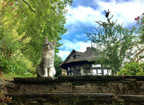 a cat sitting on a wall in front of a house at Bed and Breakfast à Rochefort-en-Terre in Rochefort-en-Terre