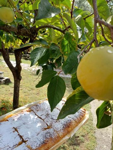 a piece of pizza hanging from a tree at Sailor's Rustic House in Virpazar