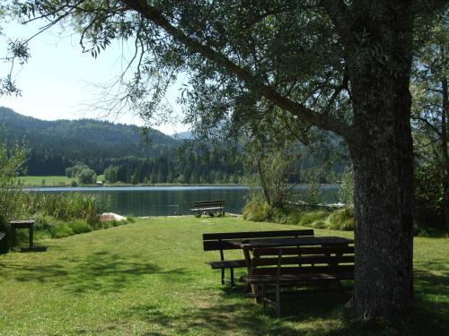 two benches sitting under a tree next to a lake at Haus Garz in Weissensee
