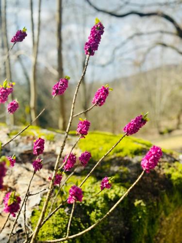 a bunch of purple flowers in front of a rock at Stará Škola Mariánská in Albrechtice v Jizerských horách