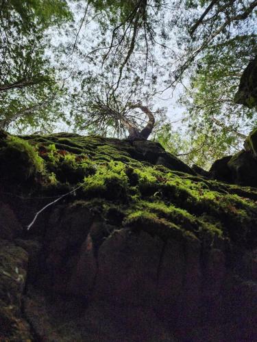 a forest with trees and green moss on a rock at Penny's Motel in Thornbury