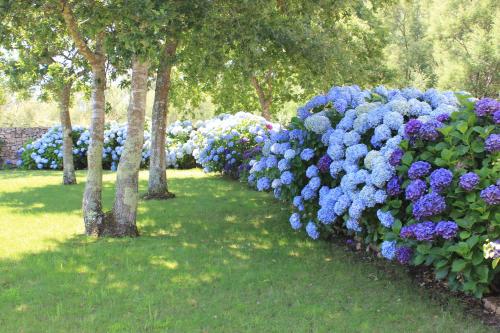 a row of blue hydrangeas in a garden at Apartamentos Maritimo Suites-Solo Adultos in O Grove