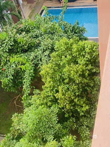 a group of green plants next to a pool at Hotel Cloud 9 Negombo in Negombo