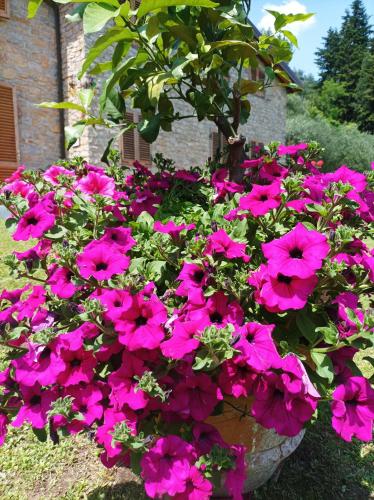 a bunch of pink flowers in a pot at Villa Camelia Tuscany in Pescia