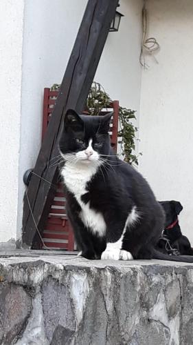 a black and white cat sitting on a wall at Timis Valley, Casa Eni&Dan in Predeal