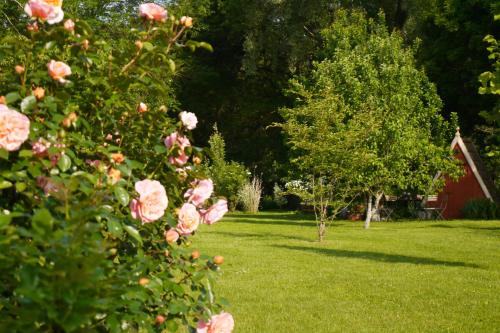 a green yard with pink roses and trees at Chambres d'Hôtes La mésange à tête Bleue in Pierre-de-Bresse