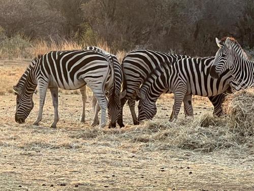 three zebras are eating hay in a field at Thula-Thula Private Game Lodge Mabalingwe in Bela-Bela