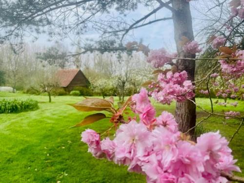 a bunch of pink flowers on a tree in a yard at La Marbecque in Samer