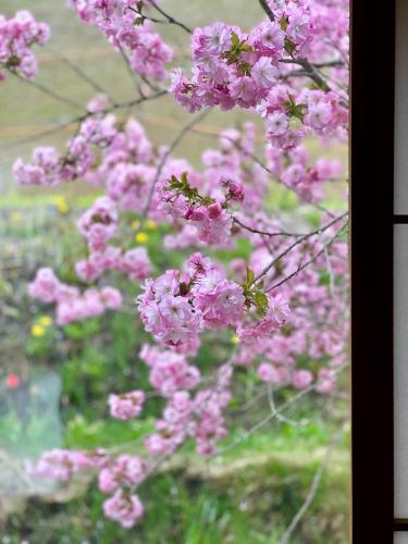 a bunch of pink flowers on a tree at The Lobs, Lake Toya "former Yellow House by Lake Toya" in Tōya
