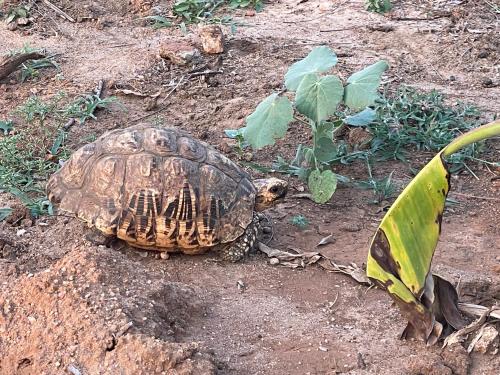 a turtle on the ground next to a plant at The Villa Lakeshore in Anuradhapura