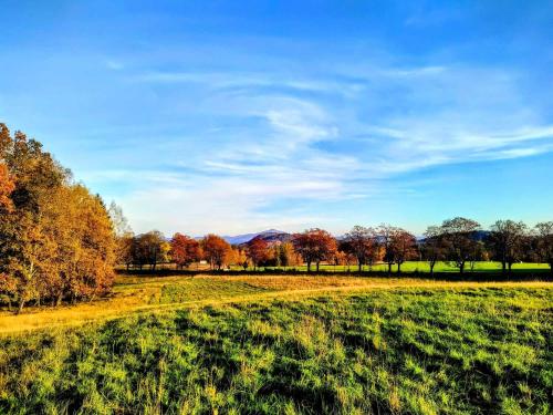 a grassy field with trees in the background at Penzion u Marešů in Hřensko
