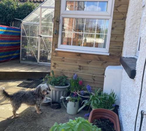 um cão parado em frente a uma casa com plantas em May Rose Cottage em Sigglesthorne