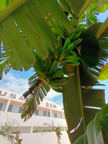 a bunch of bananas hanging from a banana tree at Pousada Bsm in Barra de São Miguel