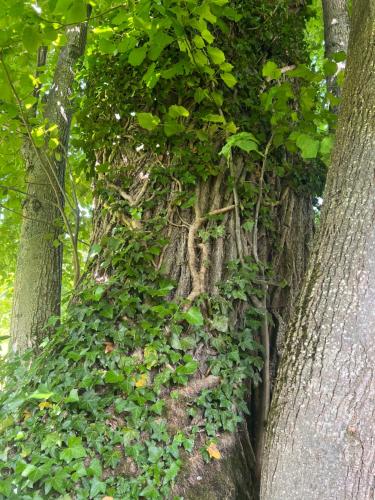 a tree with ivy growing on the side of it at Črjanski Raj in Črna na Koroškem