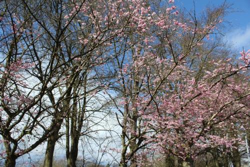a group of trees with pink flowers on them at L'Écureuil - Terrasses de Malmedy in Malmedy