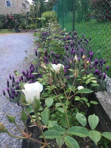 a garden with purple and white flowers and a fence at CasaNobile - Suite Il Grano in Merate