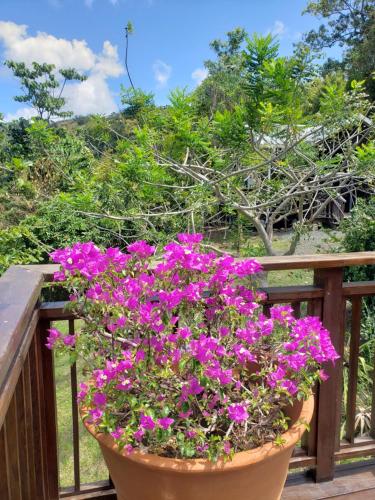 a pot of purple flowers on a wooden railing at Memwa Villas in Castries