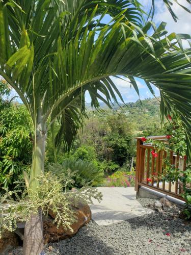 a palm tree in the middle of a garden at Memwa Villas in Castries