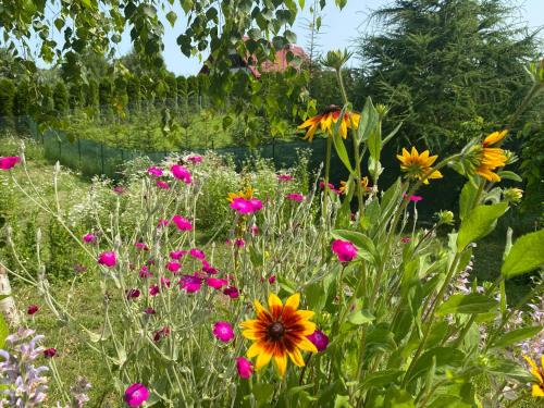 Ein Garten an der Unterkunft Lazurowy Brzeg