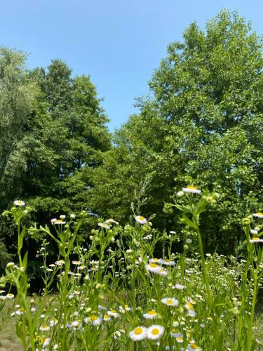 a field of flowers with trees in the background at Lazurowy Brzeg in Przejma Wielka