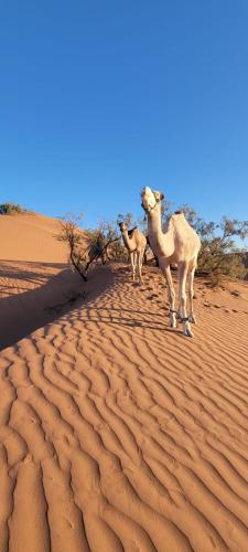 Gallery image of Adventure dans le desert in Tagounite