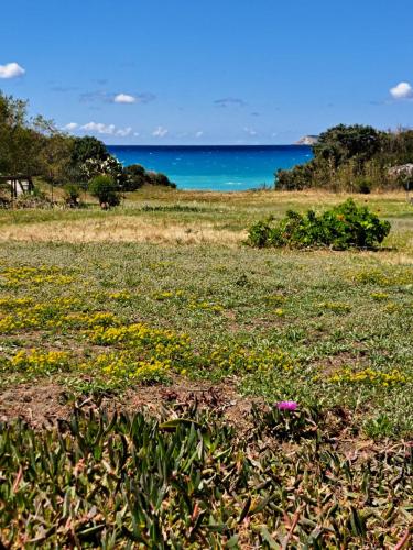 a field of flowers with the ocean in the background at Charming Cottage on the sea turtle beach in Apolakkiá