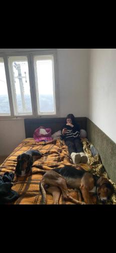 dziecko leżące na łóżku z dwoma psami w obiekcie ANN III w mieście Vlasina Rid