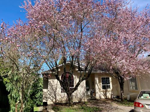 un albero con fiori rosa di fronte a una casa di Red Robe B&B a Nanaimo