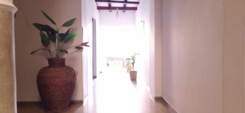 a hallway with a vase with a plant in it at Hotel Almirante Padilla in Ríohacha