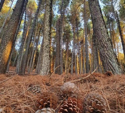 a group of pine cones on the ground in a forest at Gite Ain Bechar in Taza