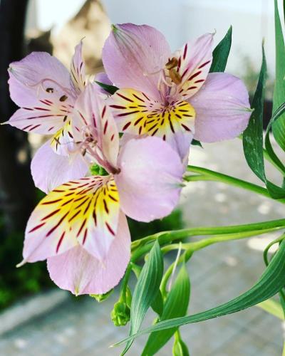 a group of pink and yellow flowers on a plant at Casa das Termas - Cabeço de Vide in Cabeço de Vide