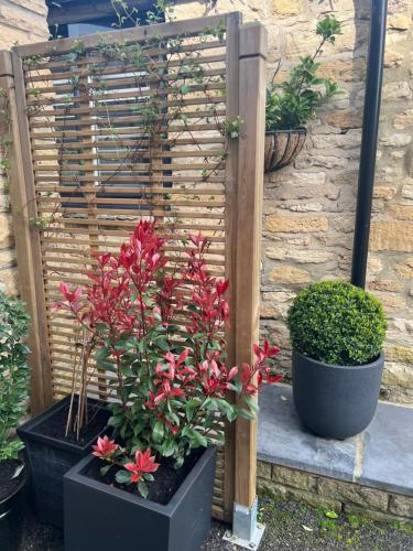 two potted plants sitting next to a wooden fence at Priory Tearooms Burford with Rooms in Burford