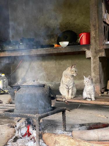 dos gatos sentados en un estante junto al fuego en Bikki jungle homestay en Ha Giang