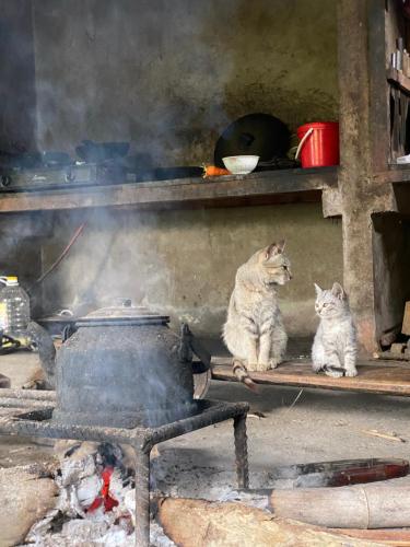 two cats sitting on a shelf next to a fire at Bikki jungle homestay in Ha Giang