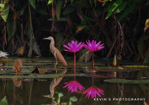 a bird standing next to pink water lilies at Riverdale Homestay Kumarakom by LexStays in Kumarakom