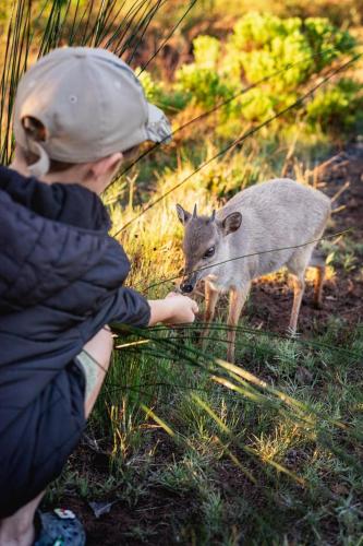 a young boy feeding a deer in the grass at Baardbos Private Game Reserve in Stilbaai