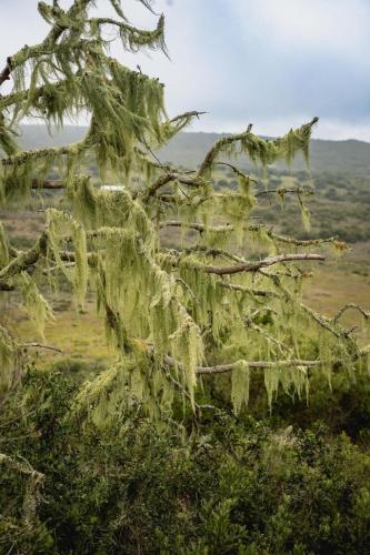 a tree covered in moss with a field in the background at Baardbos Private Game Reserve in Stilbaai