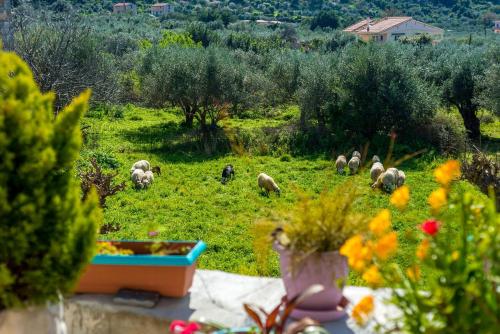 a herd of sheep grazing in a field of grass at Andreas Guest House in Gavalochori
