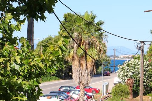 a palm tree with cars parked on a street at Gentle Breeze apartment in Kamena Vourla