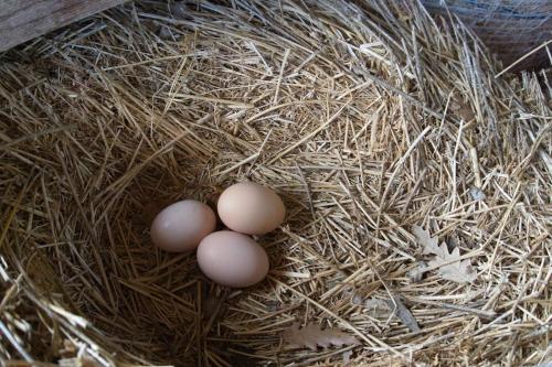 two eggs are sitting in a nest of hay at Casa Vacanze Podere San Giusto Volterra in Volterra