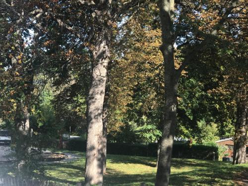 a group of trees in a park with grass at Domizil Eutschützblick in Bannewitz