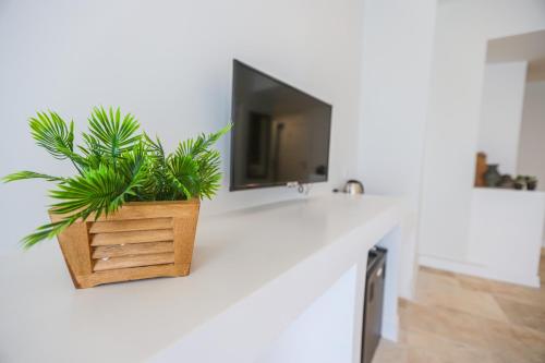 a potted plant sitting on a counter with a tv at Mavi Cam Hotel Ayvalik in Sefaçamlık