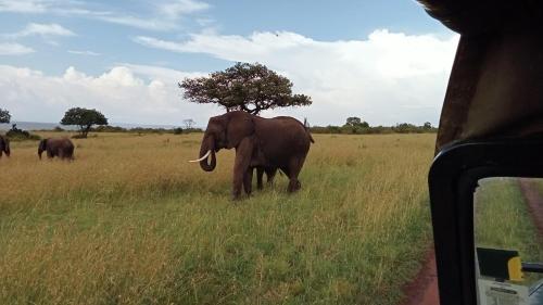 een olifant in een veld bij een boom bij Luluka Guest House in Sekenani