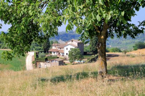 een boom in een veld met een huis op de achtergrond bij Orvieto Country House in Castiglione in Teverina