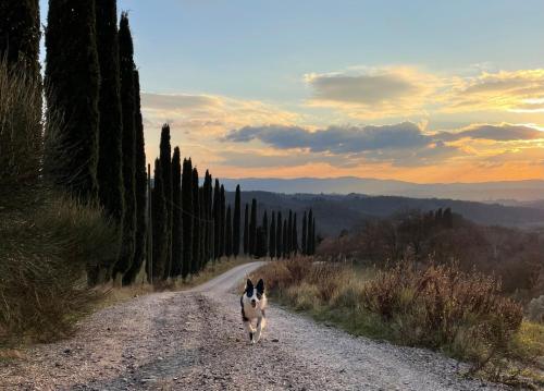 a dog walking down a dirt road with trees at Il Giardino degli Ulivi in Chiusure