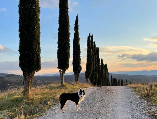 a black and white dog standing on a road with trees at Il Giardino degli Ulivi in Chiusure
