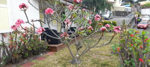 a tree with pink flowers in front of a house at Chez Gilou in Rivière