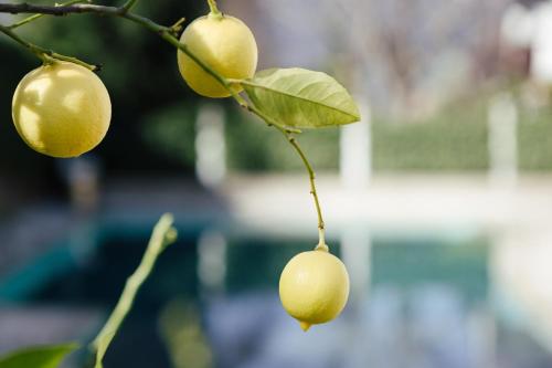 two yellow fruit hanging from a tree branch at Hotel Garni Sirmian in Merano
