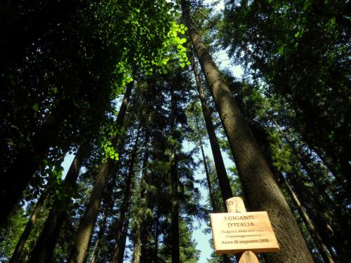 Un cartello davanti ad alcuni alberi alti di Hotel Rifugio la Foresta a Vallombrosa
